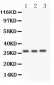 Anti-Caspase 3 Antibody